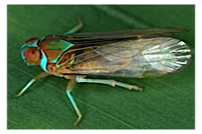 FLOW planthopper fulgoroidea fulgoromorpha insect
